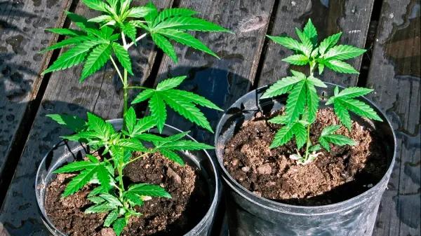 La Corte Suprema de Canadá podría acabar con la prohibición del autocultivo en Quebec 