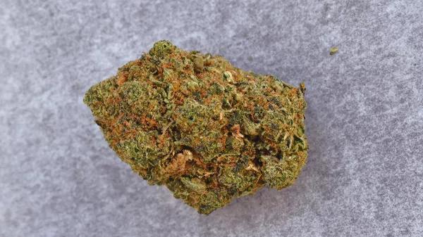 Un cogollo de cannabis con PGR que muestra los signos típicos: muy duro, poca resina, olor químico y color poco intenso. 