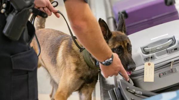 Perros policía: más errores que aciertos al detectar drogas