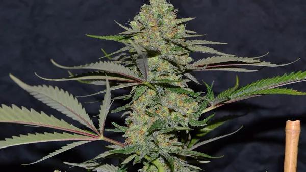 Critical Widow La viuda mandanguera Por Mandanga
