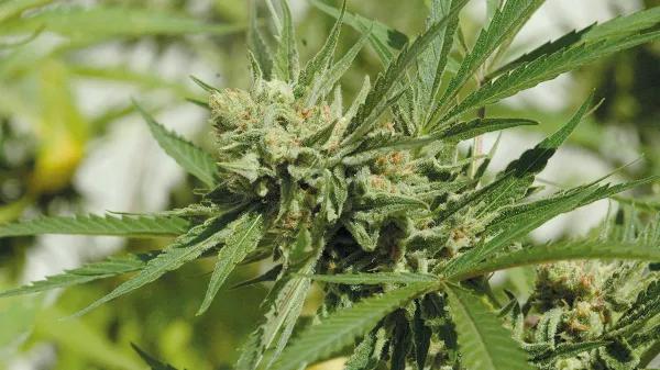 ¡Cosecha en julio!: la técnica de la floración forzada 