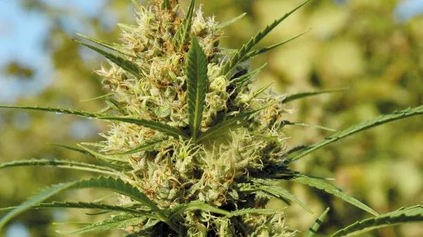 Plantas acaloradas: cómo detectar y combatir el estrés por calor 