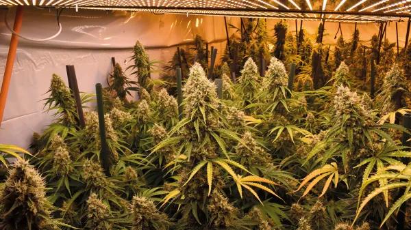 Entender la iluminación en interior para tener buenas cosechas