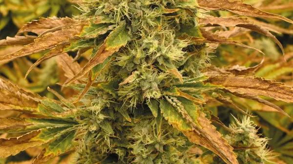 Hojas descoloridas en las plantas