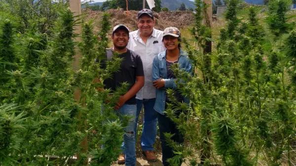 Indígenas de Oaxaca denuncian la criminalización de productores de cannabis habilitados por el Estado mexicano