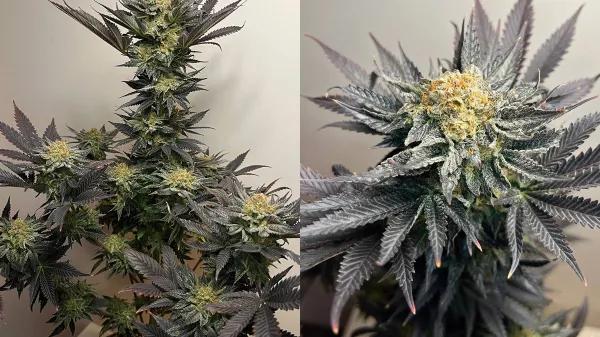 Sour Bluez, de IZI Seeds: equilibrio perfecto entre potencia, sabor y estabilidad genética