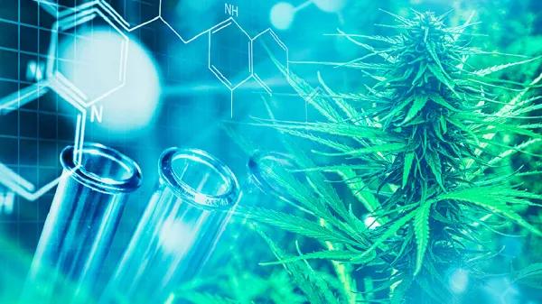Amplio respaldo científico al uso del cannabis en el tratamiento del cáncer