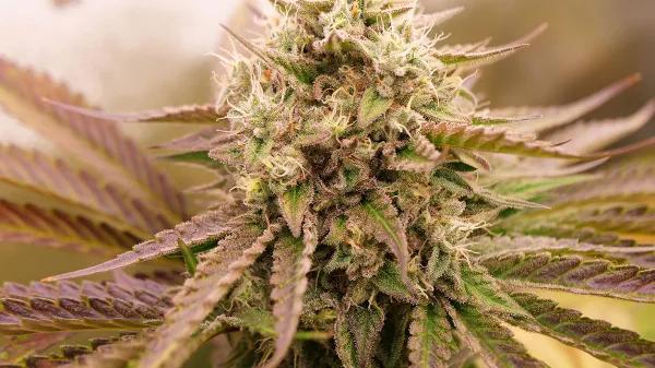Appalachian Kush Early Version de World of Seeds