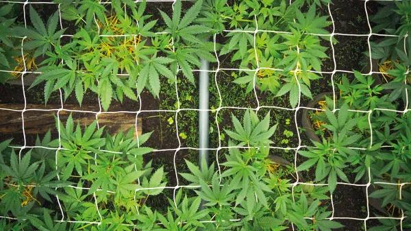 Cultivar cannabis para salvar un planeta que agoniza. Por Santiago Carrillo 