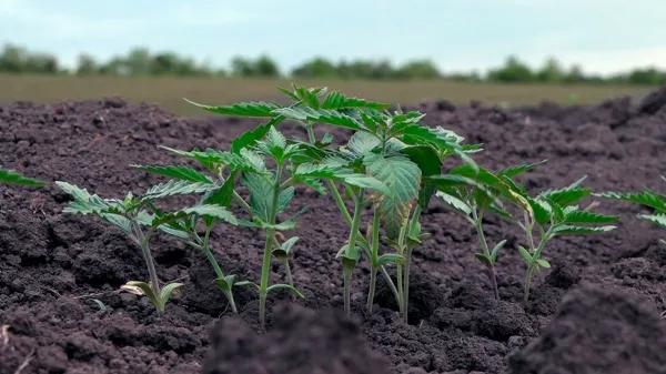 Moldavia impulsa el cultivo de cáñamo industrial tras su legalización