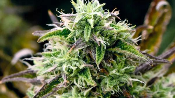 El dilema del olor del cannabis: cómo potenciar el aroma de los cogollos y evitar que los vecinos lo huelan