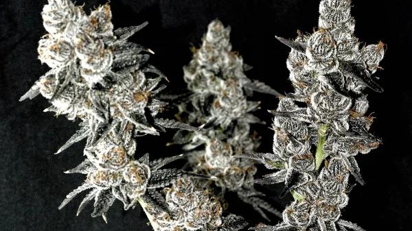 Pistol Whip: genética californiana con pedigrí 