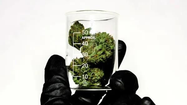 Colombia desarrolla método eficaz para eliminar THC del cannabis