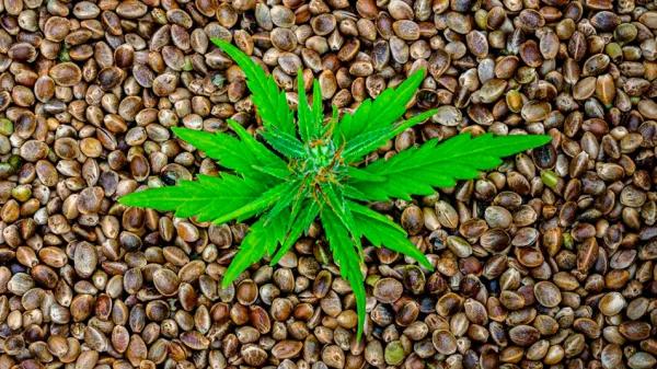 Seeds Santa María: innovación cannábica desde Mollerussa