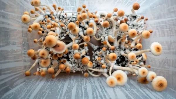 Nueva Zelanda autoriza uso médico de psilocibina para depresión
