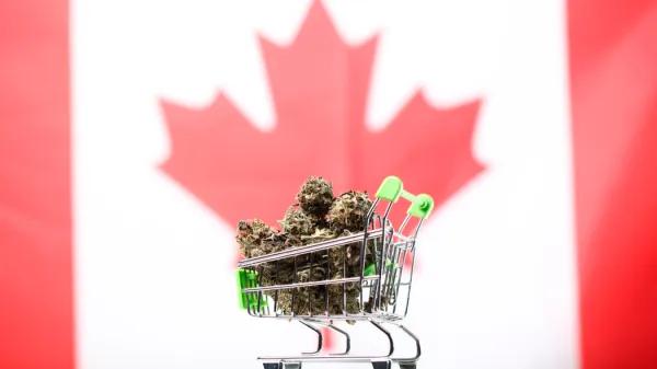 Canadá consolida su mercado de cannabis con más de 3.700 tiendas