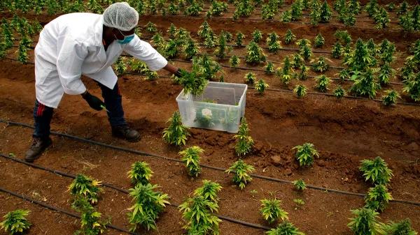 Sudáfrica afina regulación del cannabis y reabre debate de inclusión