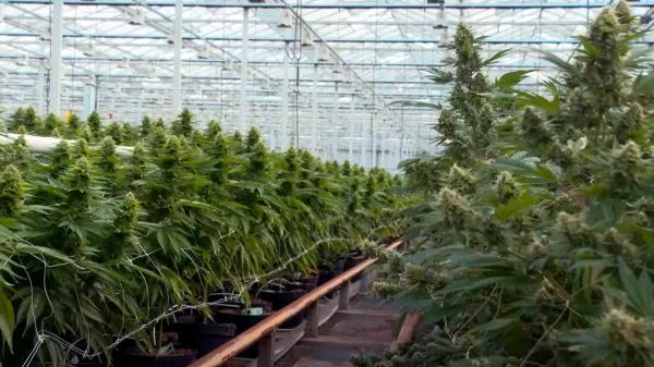 Juez ordena reducir el olor o detener la producción de cannabis