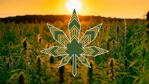 Tribus indígenas redefinen el mercado legal de cannabis en EE UU