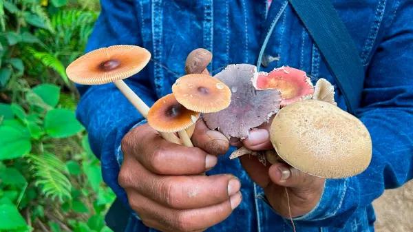 Fungi Foundation actualiza Guía Ética de Etnomicología 2025