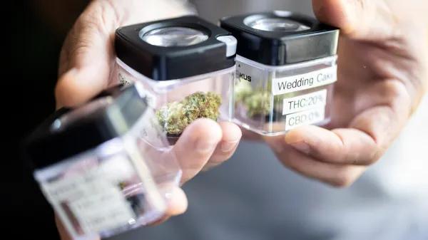 Zürich busca extender su programa piloto de cannabis hasta 2028