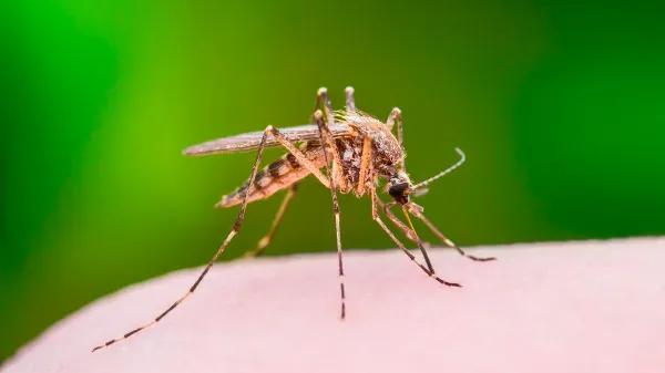 Extractos de cáñamo inhiben virus transmitido por mosquitos en Asia