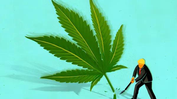 Trump veta el THC de cáñamo en productos comerciales