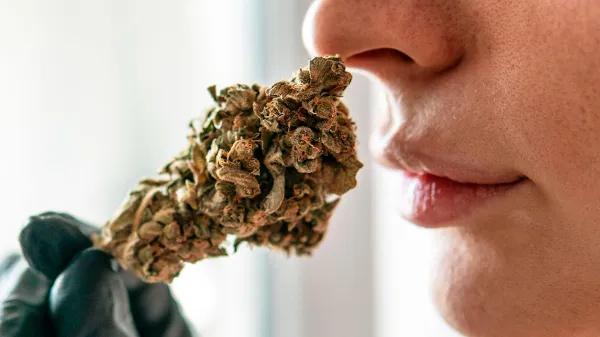 El aroma del cannabis también define su calidad