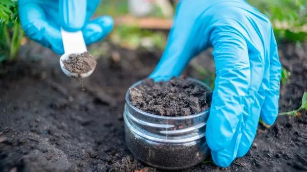 La amenaza invisible en los cultivos de cannabis son los metales pesados