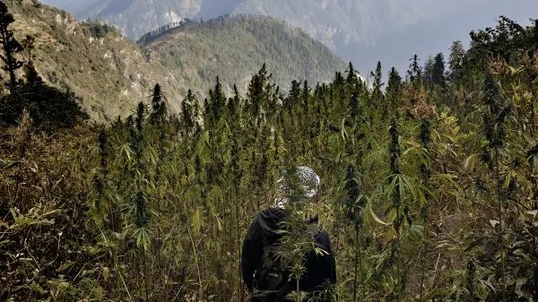 Himalaya indio avanza hacia el cultivo regulado de cáñamo