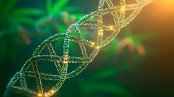 Enzimas ancestrales del cannabis revelan pistas sobre el origen del THC