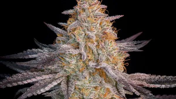 Super Lemon Haze × RS11