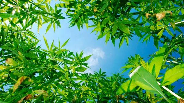 El sector del cáñamo apuesta por crecer más allá de la regulación