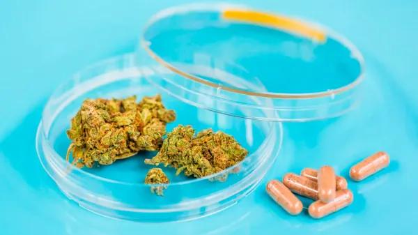 España y Francia empujan el cannabis medicinal hacia formatos estandarizados