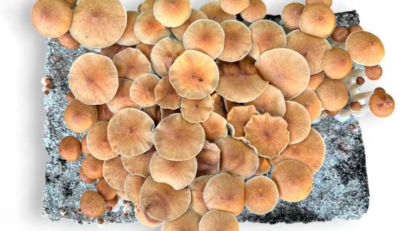 Pink Buffalo: el mito tailandés detrás de un cubensis global