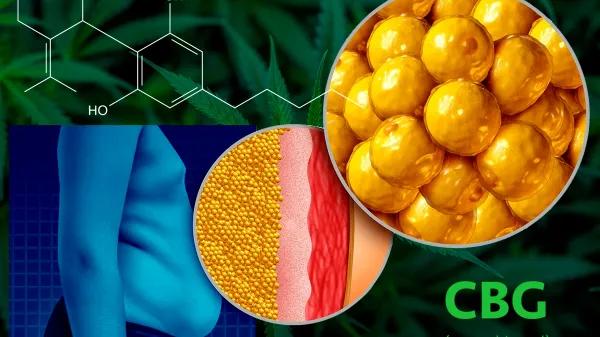 Extractos ricos en CBG frenan la acumulación de grasa en un modelo celular