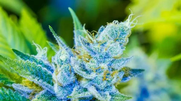 ¿Qué significa que la marihuana sea “híbrida”?