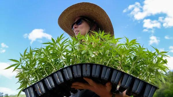 Carolina del Norte endurece el cerco sobre el cáñamo