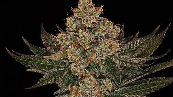 Jelly Cake, de Barney’s Farm