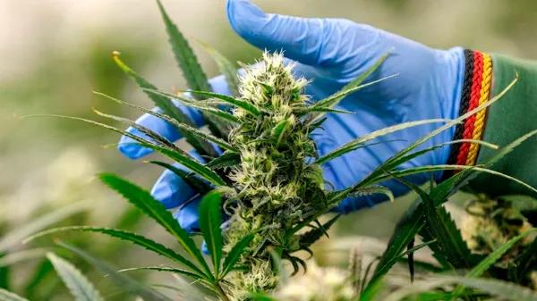 Alemania consolida sus asociaciones de cultivo de cannabis