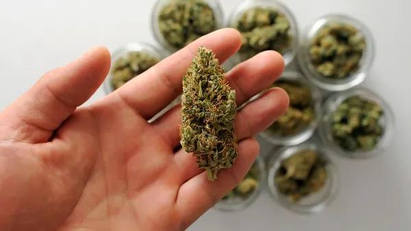 Un cogollo seco puede humedecerse, pero no rejuvenecer