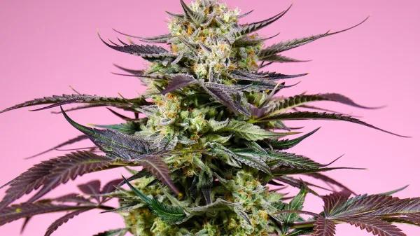 Análisis técnico de los nuevos clones USA - Gelonade SWS123