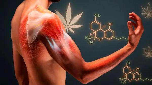 Cannabidiol para la recuperación muscular