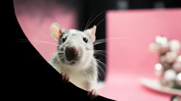 DMT intravenoso altera conectividad cerebral en ratas