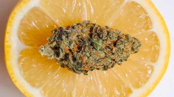Del aroma cítrico al tropical gas: la evolución de las genéticas Lemon