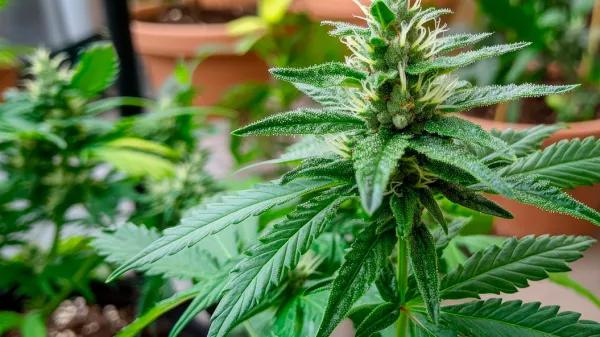Justicia archiva un caso de autocultivo en Huesca