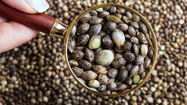 Cáscaras de semillas de cáñamo para bioplásticos más resistentes