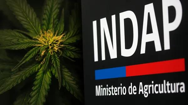 Cannabis y créditos agrícolas bajo la lupa fiscal en Chile