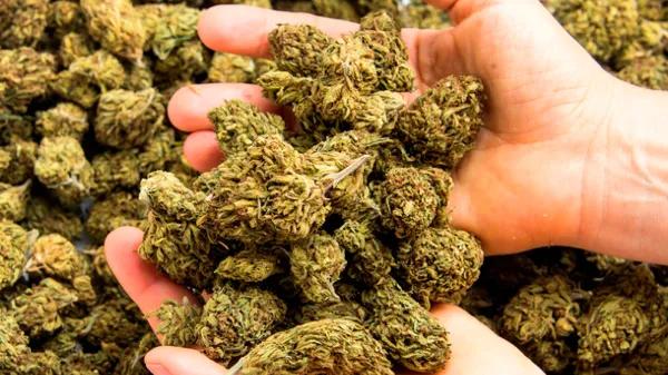 Los mercados de cannabis sienten el peso de la sobreoferta