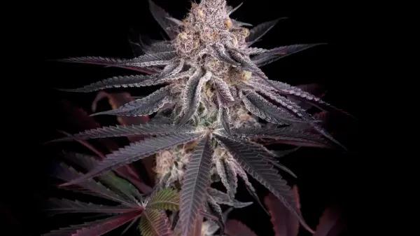 Genética, terpenos y cannabinoides: análisis técnico de variedades modernas